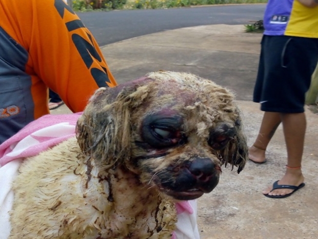 5_764b23e9d95ae25291e2b87329af4a33 Cachorra é ferida com soda cáustica em São Manuel