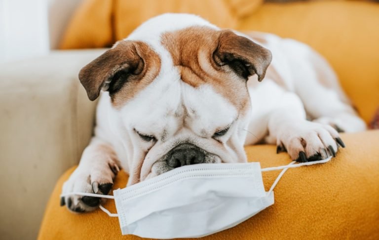 Pesquisador da Unesp diz que Cães não replicam Coronavírus e chances de contágio são menores; assista ao vídeo