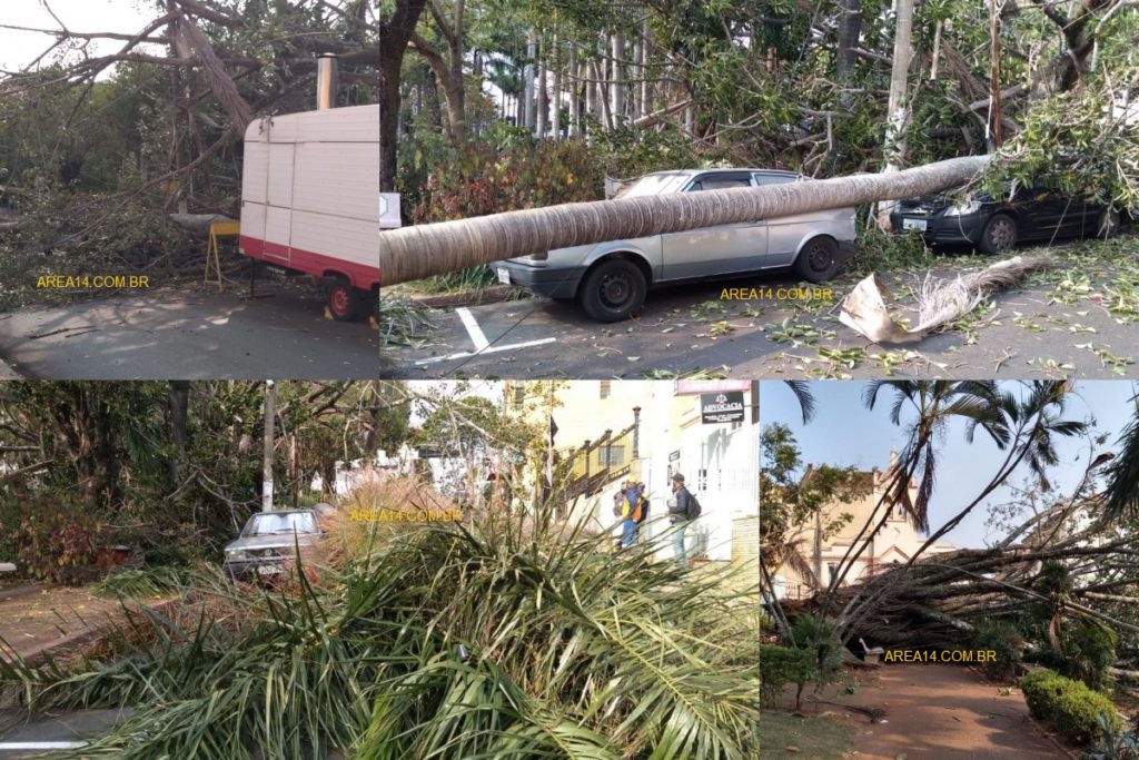 jardim-1024x683 Duas árvores caem no Jardim de São Manuel