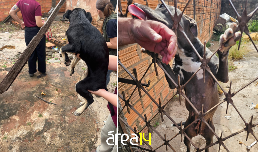 Polícia Civil de Botucatu efetua prisão por maus-tratos a animais