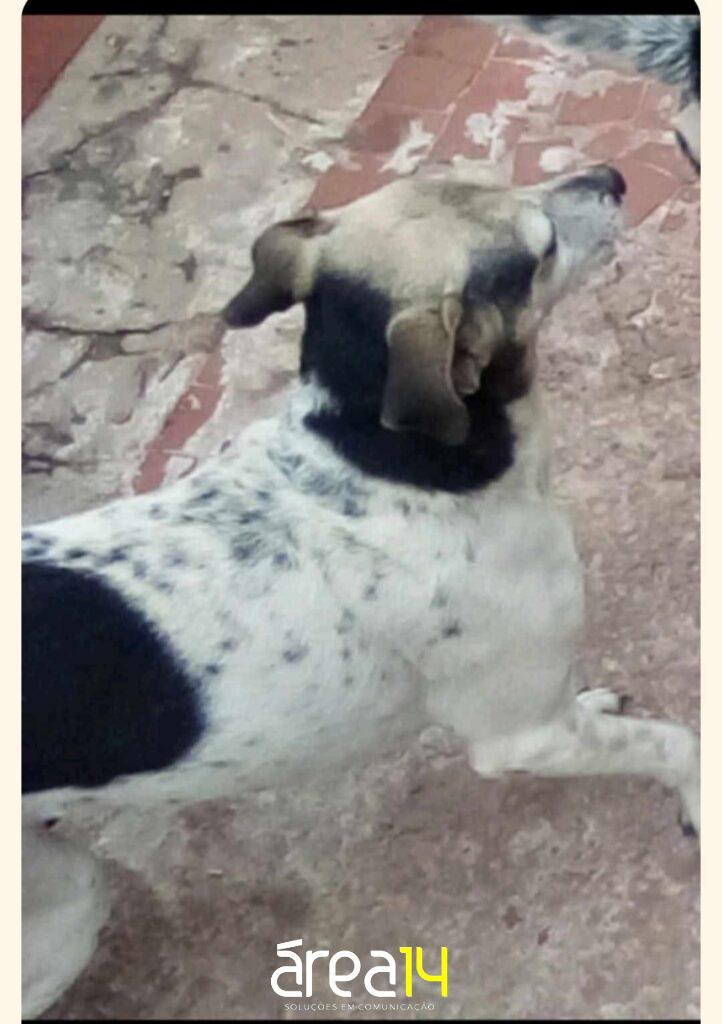 Vamos encontrar esta Dog?