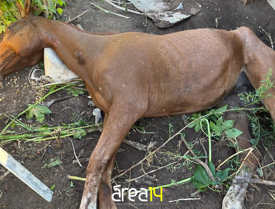 image-21 Falta de alimento e ferimentos levam égua à morte em Botucatu