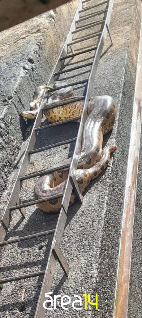 Rio Tietê: sucuri de 4 metros morre após ficar 5 dias presa na barragem de Barra Bonita