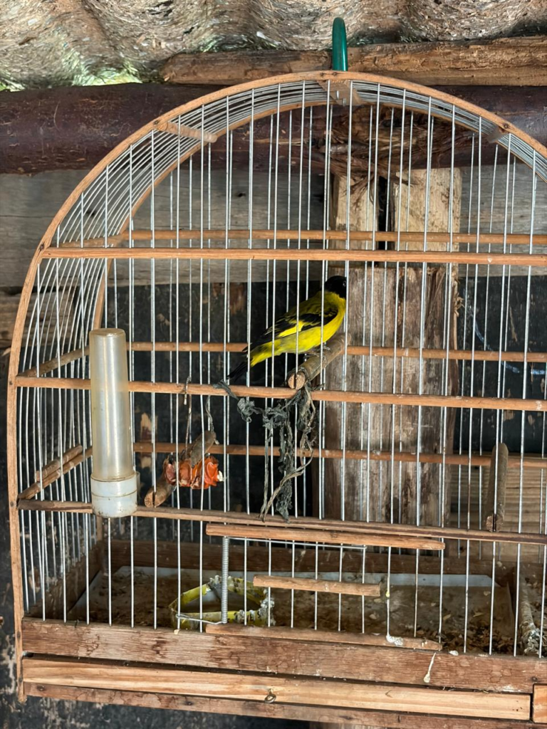 HOMEM É INVESTIGADO POR MAUS-TRATOS A CAVALO E AVES SILVESTRES EM BOTUCATU