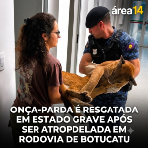 Área 14